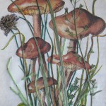 mushroom collage postcard