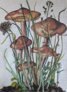 mushroom collage postcard