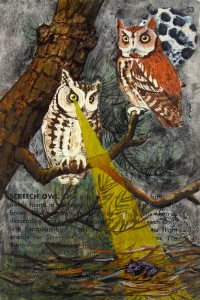 owls birds postcard books field guide screech owl hunting night mouse
