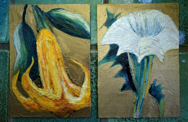 datura flowers - Image 4