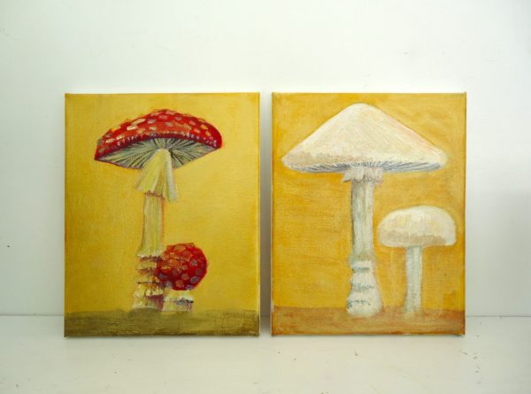 amanita mushrooms