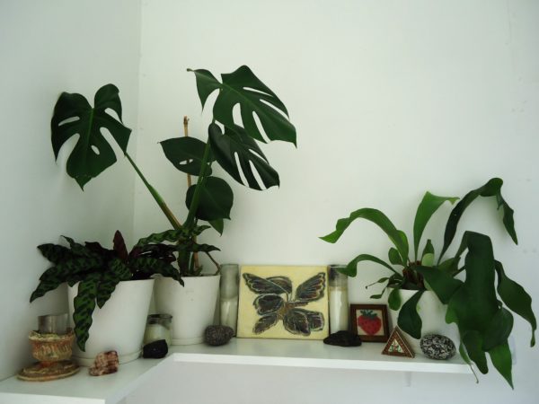 calathea medallion - Image 2