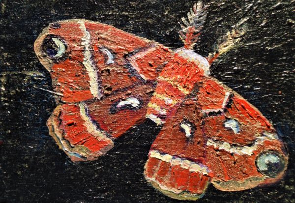 ceanothus silk moth
