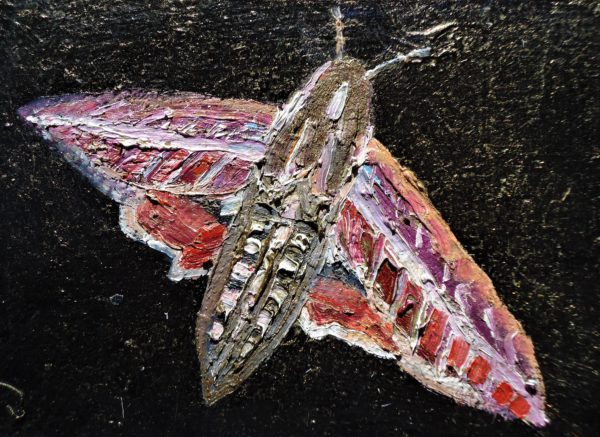 white lined sphinx moth