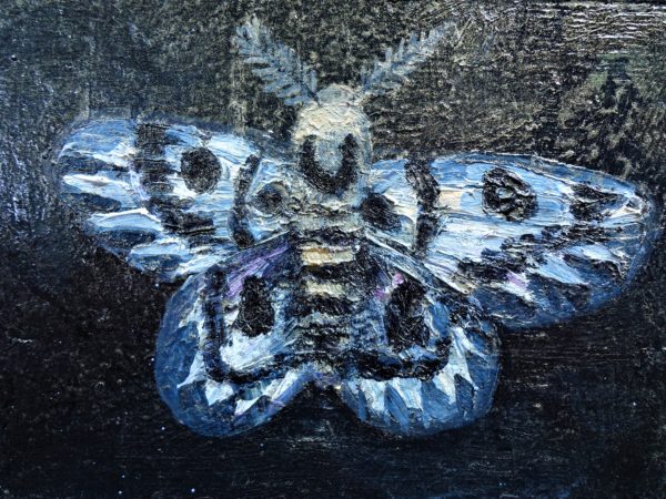 hera moth