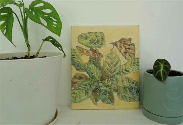 calathea makoyana - Image 4