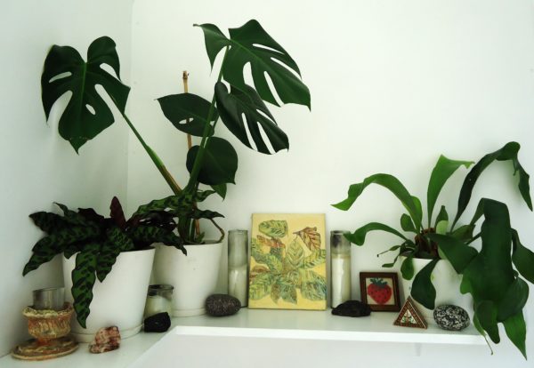 calathea makoyana - Image 3