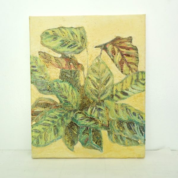calathea makoyana