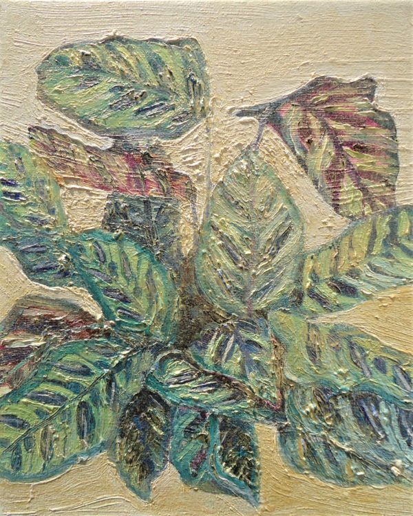 calathea makoyana - Image 2