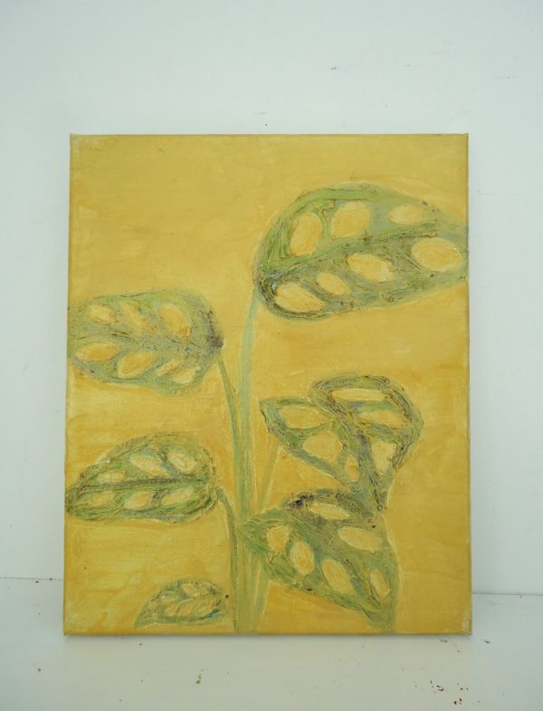 monstera adansonii