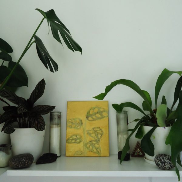 monstera adansonii - Image 3