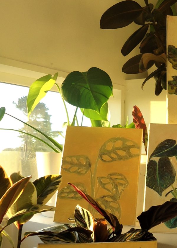 monstera adansonii - Image 4