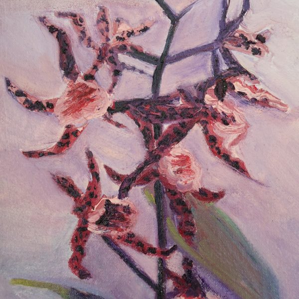 orchid - Image 4