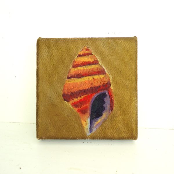 tiny shell