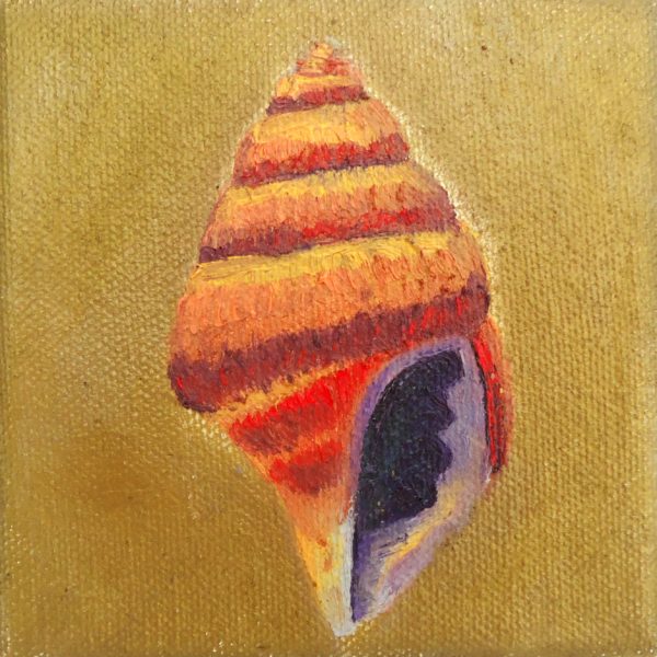 tiny shell - Image 2