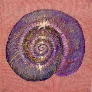 violet sea shell